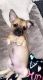 Chihuahua Puppies for sale in Groesbeck, OH 45239, USA. price: $300