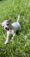 Chihuahua Puppies for sale in Snellville, GA, USA. price: NA