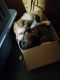 Chihuahua Puppies for sale in Dahlonega, GA 30533, USA. price: NA