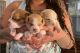 Chihuahua Puppies for sale in Moreno Valley, CA, USA. price: $150