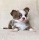 Chihuahua Puppies for sale in 7538 Bakertown Rd E, Elm City, NC 27822, USA. price: NA