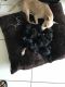 Chihuahua Puppies for sale in Homestead, FL, USA. price: $100