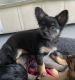 Chihuahua Puppies for sale in Borger, TX 79007, USA. price: NA