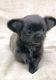 Chihuahua Puppies for sale in 7538 Bakertown Rd E, Elm City, NC 27822, USA. price: NA