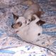 Chihuahua Puppies for sale in Sebring, OH, USA. price: $700