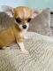 Chihuahua Puppies for sale in Baltimore, MD, USA. price: $1,000