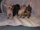 Chihuahua Puppies for sale in Springtown, TX 76082, USA. price: NA