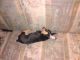 Chihuahua Puppies for sale in White Pine, TN, USA. price: $50
