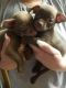 Chihuahua Puppies for sale in Victorville, CA 92392, USA. price: NA