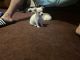 Chihuahua Puppies for sale in Trenton, NJ, USA. price: NA