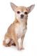 Chihuahua Puppies for sale in South Delhi, New Delhi, Delhi, India. price: 20,000 INR