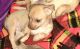 Chihuahua Puppies for sale in Yukon, OK 73099, USA. price: NA