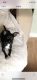 Chihuahua Puppies for sale in Canandaigua, NY 14424, USA. price: NA