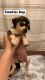 Chihuahua Puppies for sale in San Diego, CA, USA. price: $200