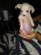 Chihuahua Puppies for sale in Anderson, SC, USA. price: NA