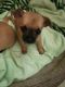 Chihuahua Puppies for sale in Youngstown, OH, USA. price: $475