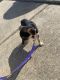 Chihuahua Puppies for sale in Del City, OK, USA. price: NA
