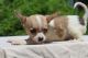 Chihuahua Puppies for sale in Austin, TX 78753, USA. price: $500