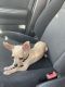 Chihuahua Puppies for sale in Kenner, LA, USA. price: $700