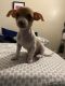 Chihuahua Puppies for sale in Jacksonville, FL, USA. price: NA