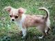 Chihuahua Puppies for sale in Sheboygan, WI, USA. price: NA