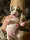 Chihuahua Puppies for sale in Aldine, TX, USA. price: NA
