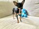 Chihuahua Puppies for sale in Parsippany-Troy Hills, NJ, USA. price: $3,500