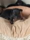 Chihuahua Puppies for sale in Staten Island, NY, USA. price: $250