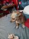 Chihuahua Puppies for sale in 8200 Madera Rd, Houston, TX 77078, USA. price: NA