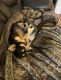 Chihuahua Puppies for sale in Milwaukee, WI 53202, USA. price: NA