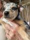 Chihuahua Puppies for sale in Geneva, IN 46740, USA. price: NA