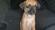 Chihuahua Puppies for sale in Westminster, CO, USA. price: $250
