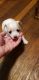 Chihuahua Puppies for sale in Ripley, MS 38663, USA. price: NA