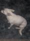 Chihuahua Puppies for sale in 1268 Brandl Dr SW, Marietta, GA 30008, USA. price: NA