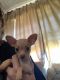 Chihuahua Puppies for sale in Simi Valley, CA, USA. price: NA
