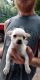 Chihuahua Puppies for sale in Athens, AL, USA. price: NA