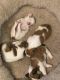 Chihuahua Puppies for sale in Heidelberg, PA 15106, USA. price: $750