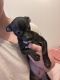 Chihuahua Puppies for sale in Pamplin, VA 23958, USA. price: $300