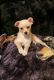 Chihuahua Puppies for sale in Florence, SC, USA. price: NA