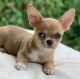 Chihuahua Puppies for sale in Ireland, IN 47546, USA. price: NA