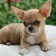 Chihuahua Puppies for sale in Philadelphia, PA, USA. price: $800