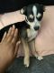 Chihuahua Puppies for sale in Charlotte, NC, USA. price: $100