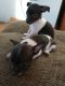 Chihuahua Puppies for sale in Finlayson, MN 55735, USA. price: NA