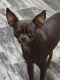 Chihuahua Puppies for sale in Sheridan, TX 77964, USA. price: NA