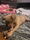 Chihuahua Puppies for sale in Shrewsbury, MA 01545, USA. price: $850