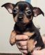 Chihuahua Puppies for sale in Tucson, AZ 85711, USA. price: $100