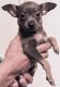 Chihuahua Puppies for sale in Tucson, AZ 85711, USA. price: $200