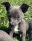 Chihuahua Puppies for sale in Sheridan, MI 48884, USA. price: $900