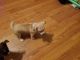 Chihuahua Puppies for sale in Woodruff, SC 29388, USA. price: NA