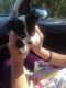Chihuahua Puppies for sale in Brevard, NC, USA. price: NA
